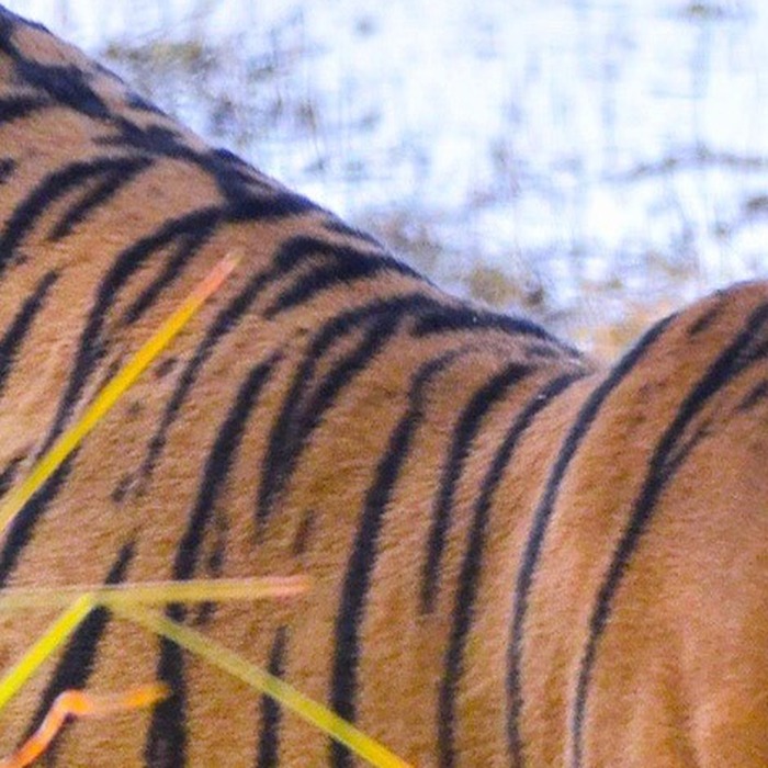 Tiger face